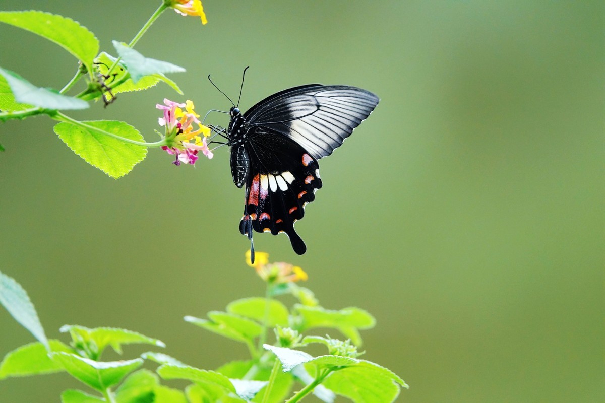 一组连拍…彩蝶飞花
