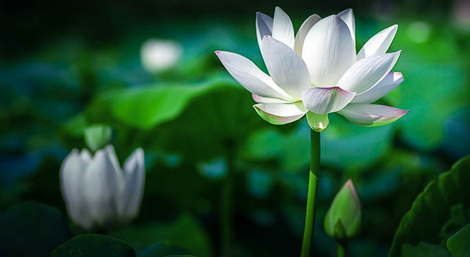 荷花~佳能40D