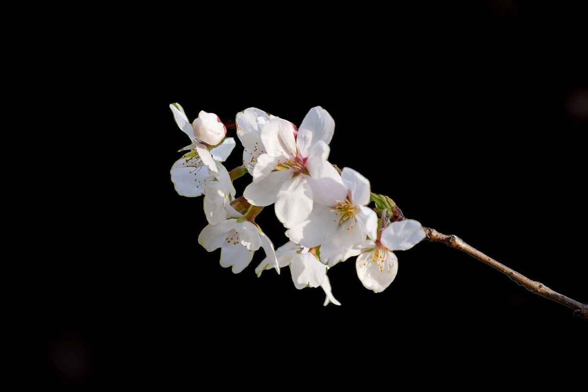 又到樱花绽放时