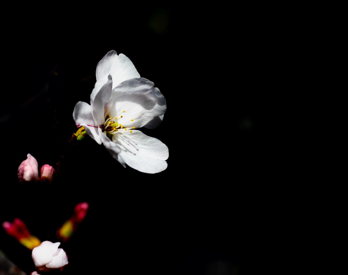 又到樱花绽放时