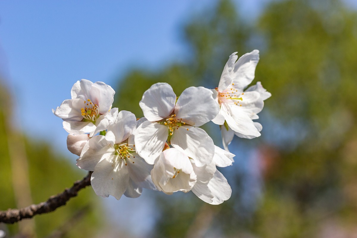 又到樱花绽放时