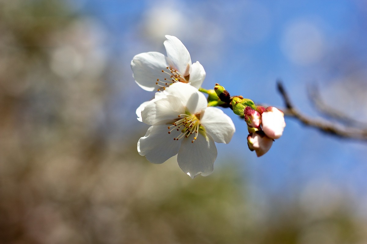 又到樱花绽放时