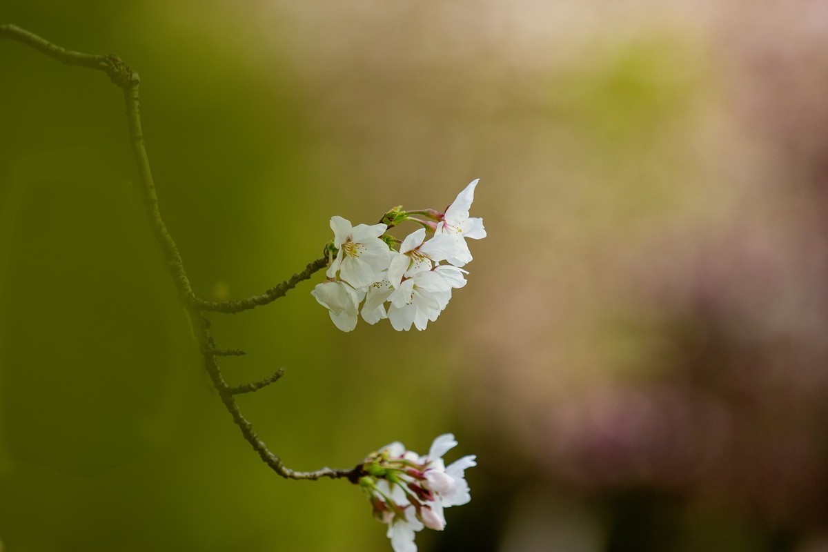 又到樱花绽放时