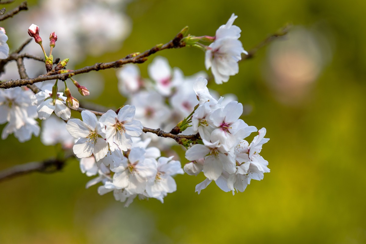 又到樱花绽放时