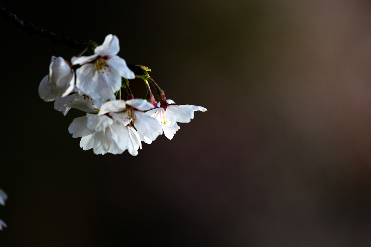 又到樱花绽放时