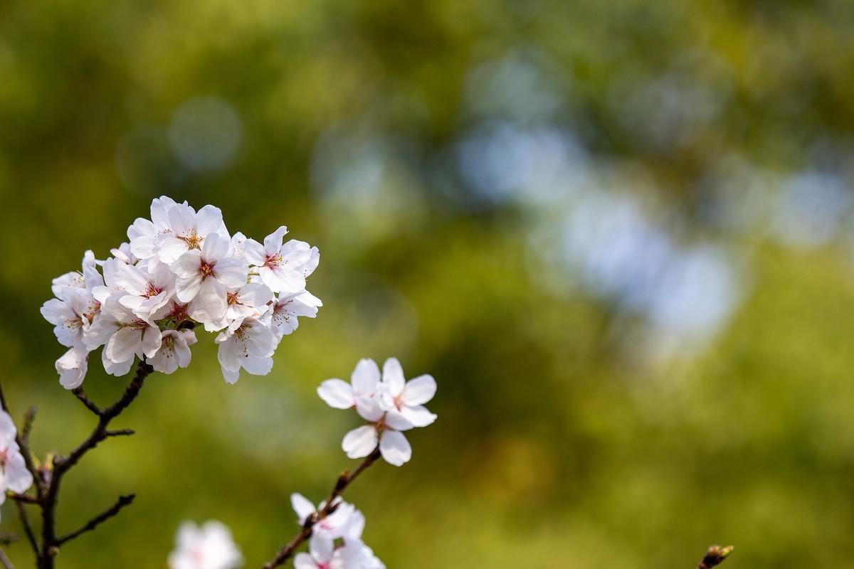又到樱花绽放时