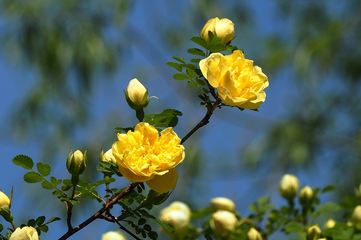 人民公园——黄蔷微花（完）