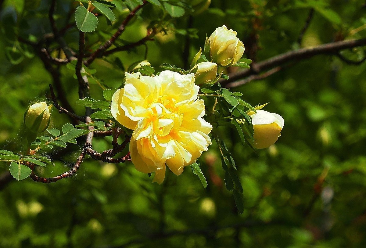 人民公园——黄蔷微花（完）