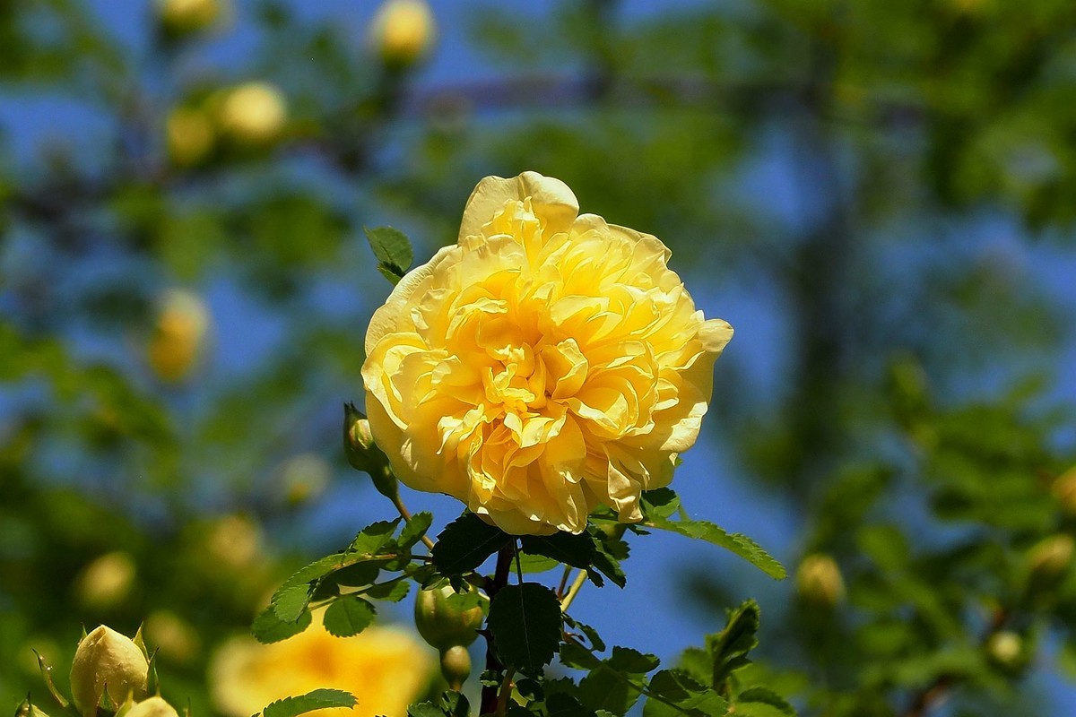 人民公园——黄蔷微花（完）