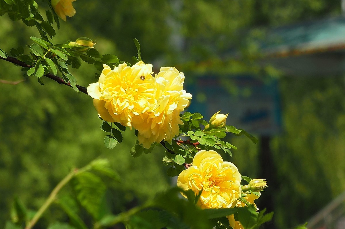 人民公园——黄蔷微花（完）