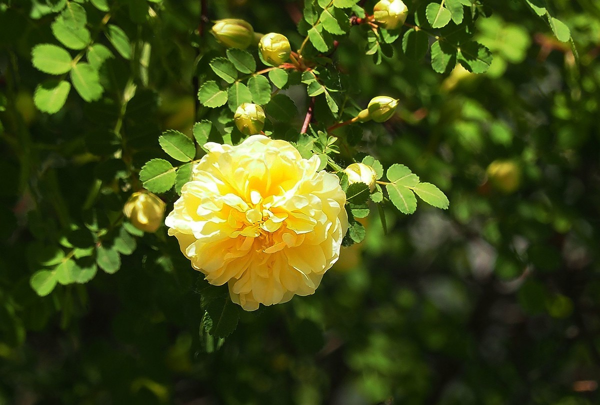 人民公园——黄蔷微花（完）