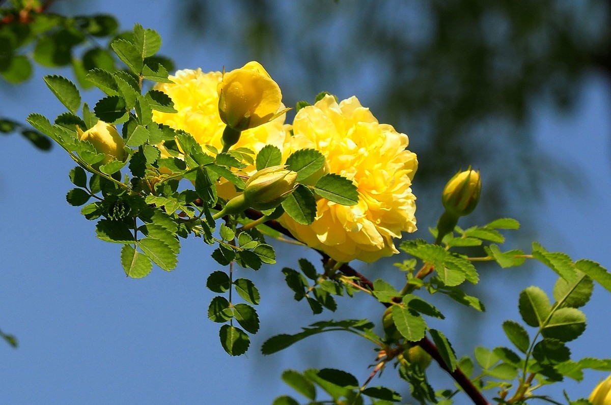 人民公园——黄蔷微花（完）