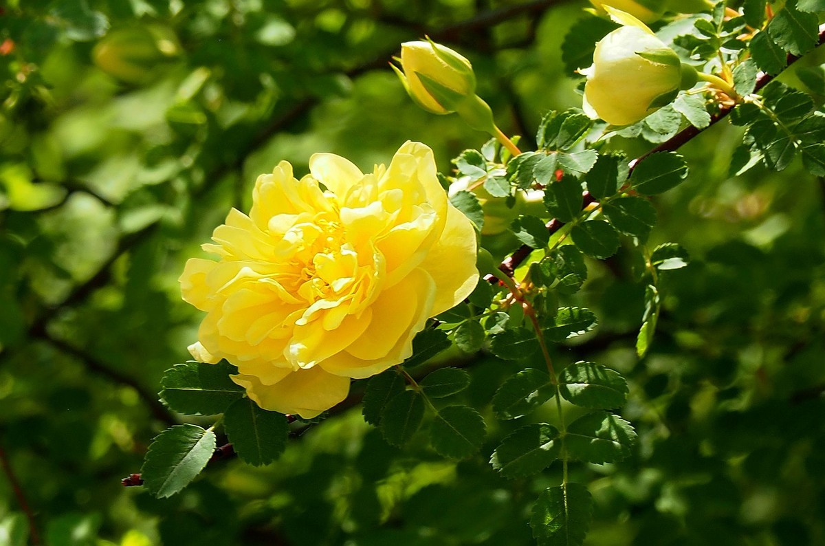 人民公园——黄蔷微花（完）