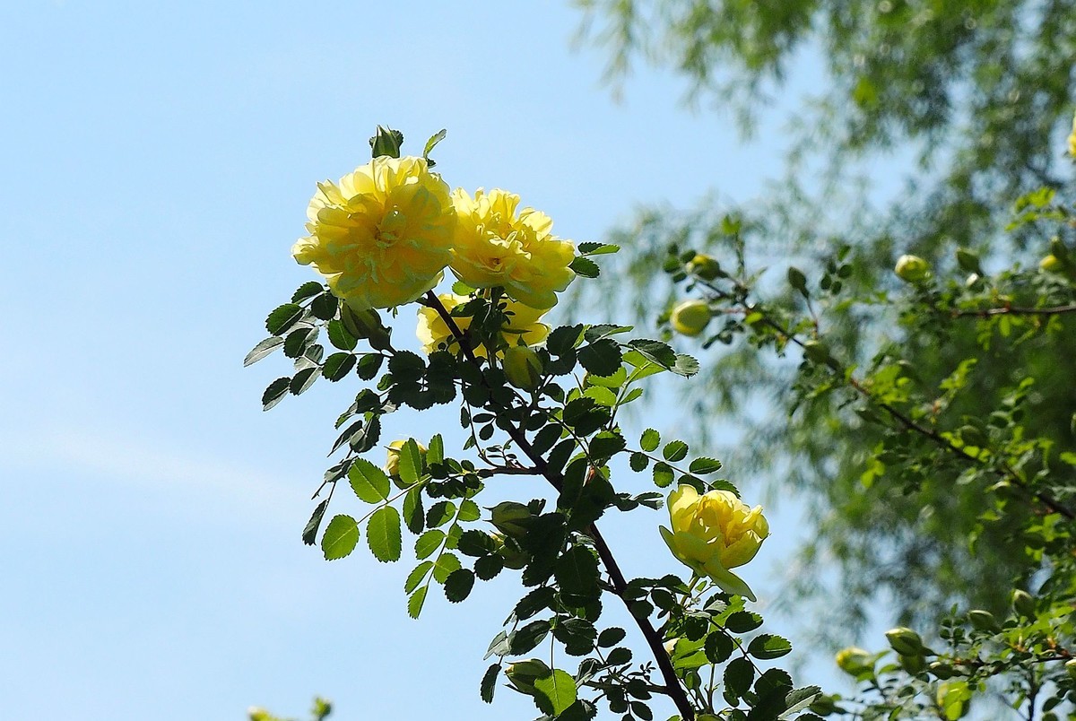 人民公园——黄蔷微花（完）