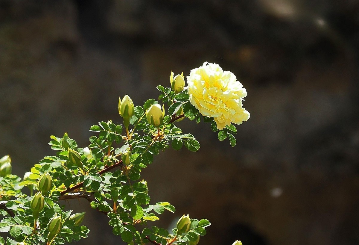 人民公园——黄蔷微花（完）