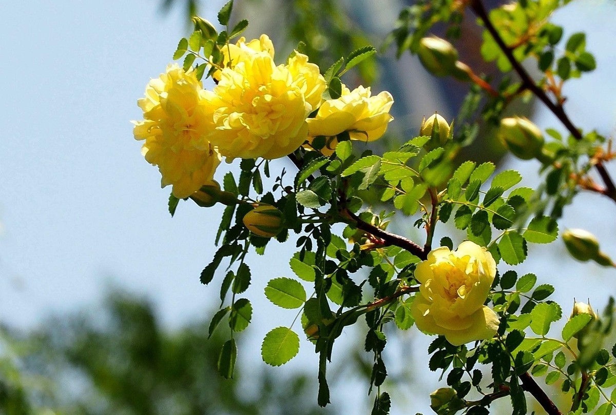 人民公园——黄蔷微花（完）