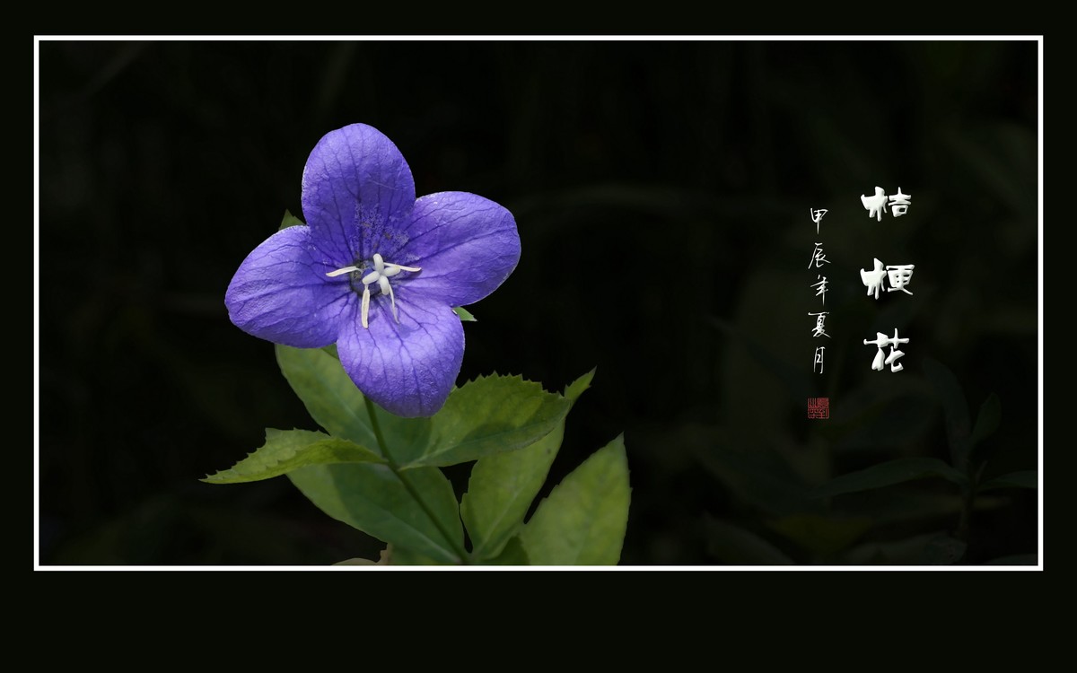 蓝格盈盈的桔梗花