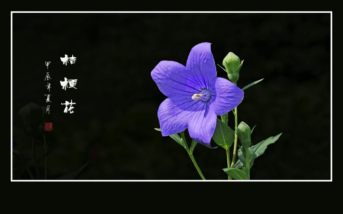 蓝格盈盈的桔梗花