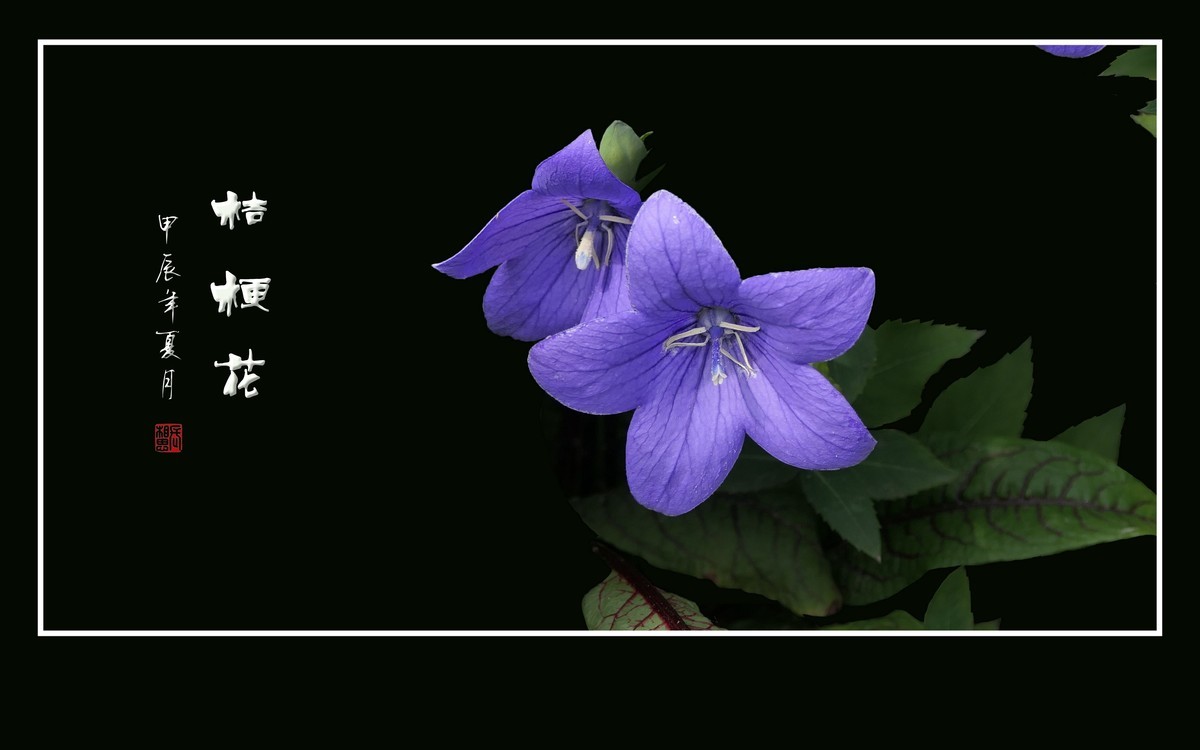 蓝格盈盈的桔梗花