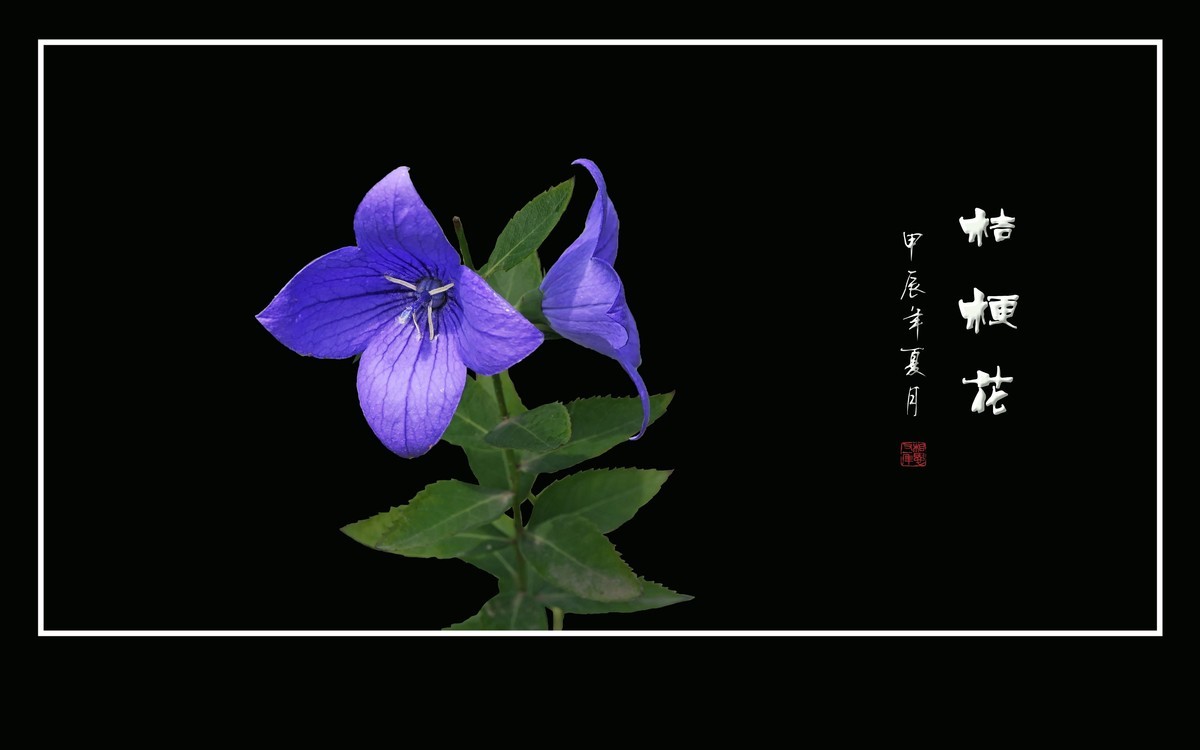 蓝格盈盈的桔梗花