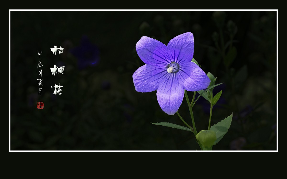 蓝格盈盈的桔梗花