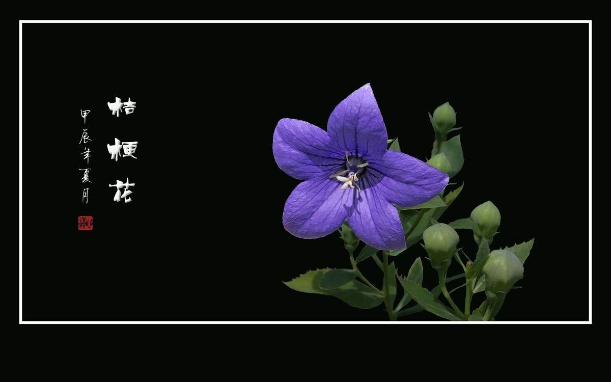 蓝格盈盈的桔梗花