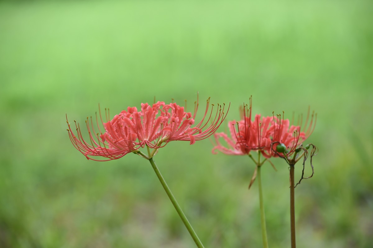 【图集】神秘的彼岸花