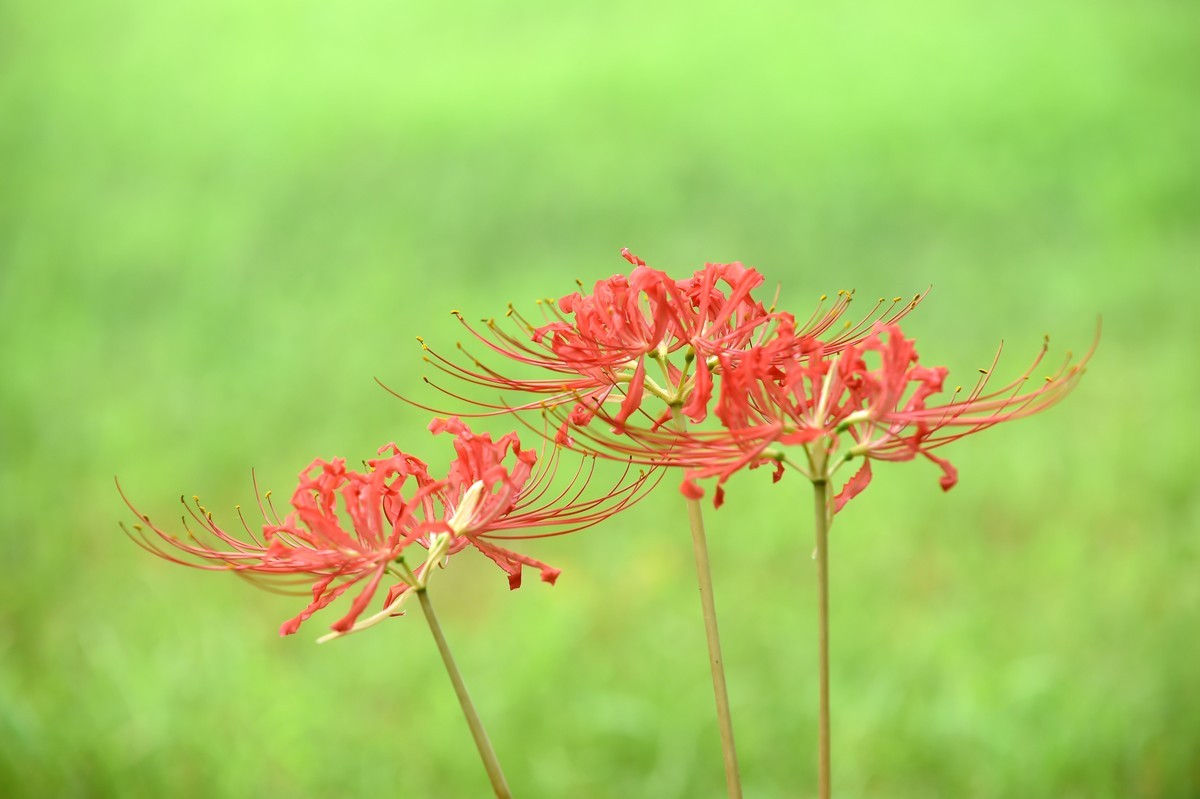 【图集】神秘的彼岸花