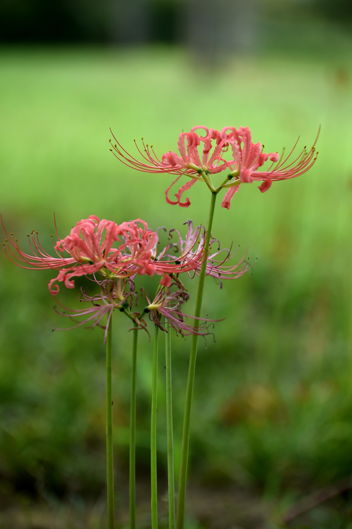【图集】神秘的彼岸花