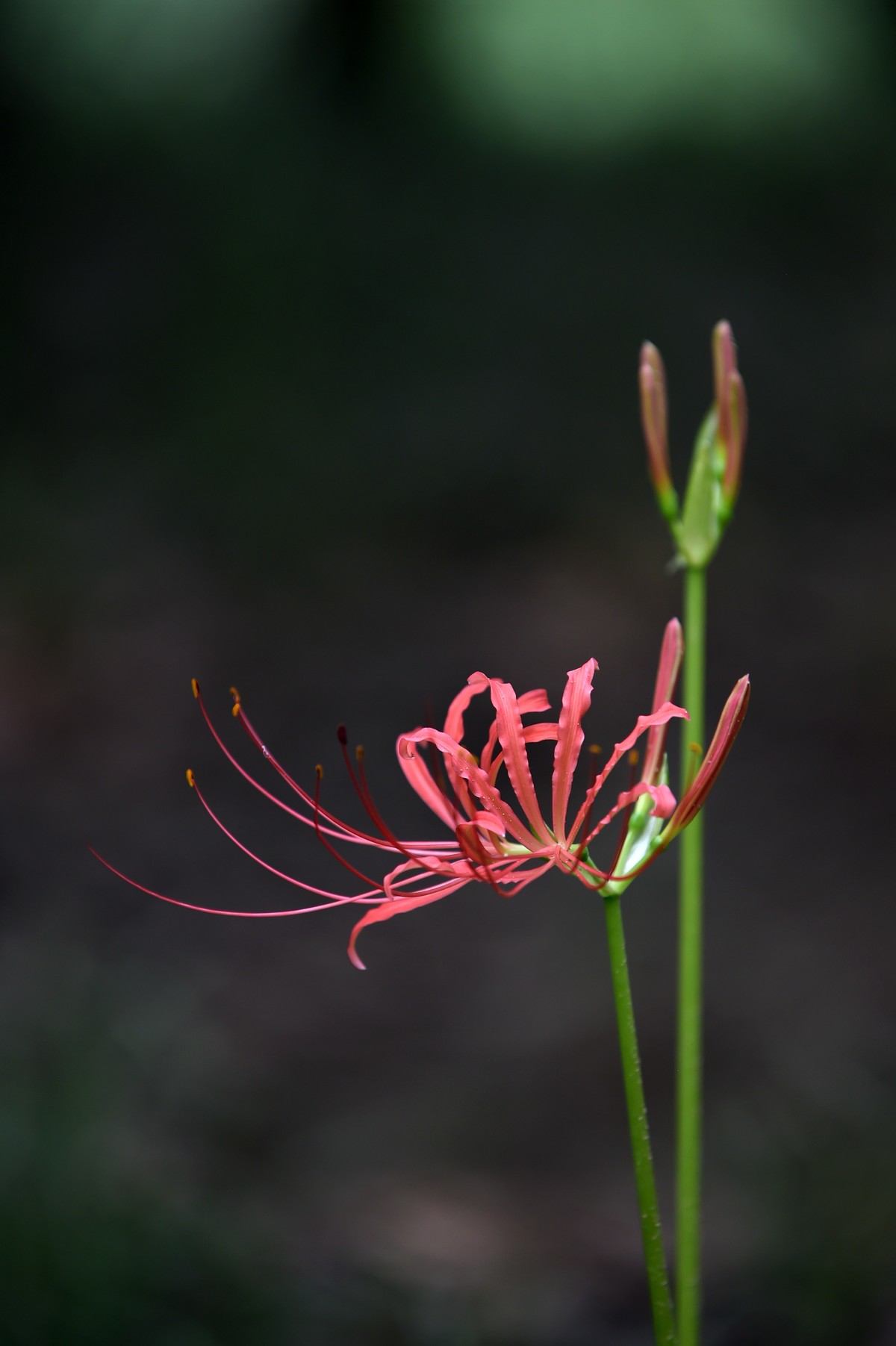 【图集】神秘的彼岸花
