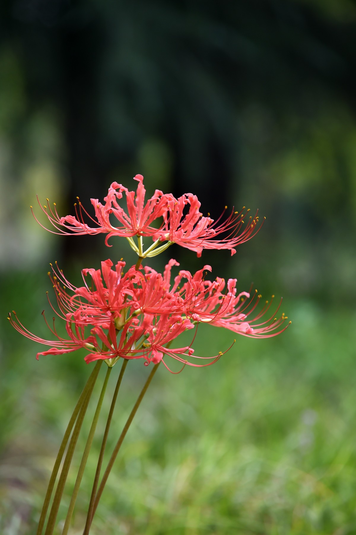【图集】神秘的彼岸花