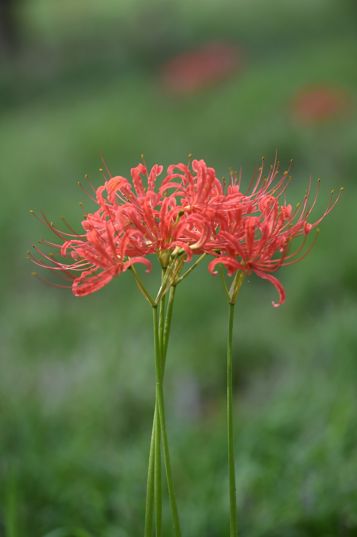 【图集】神秘的彼岸花