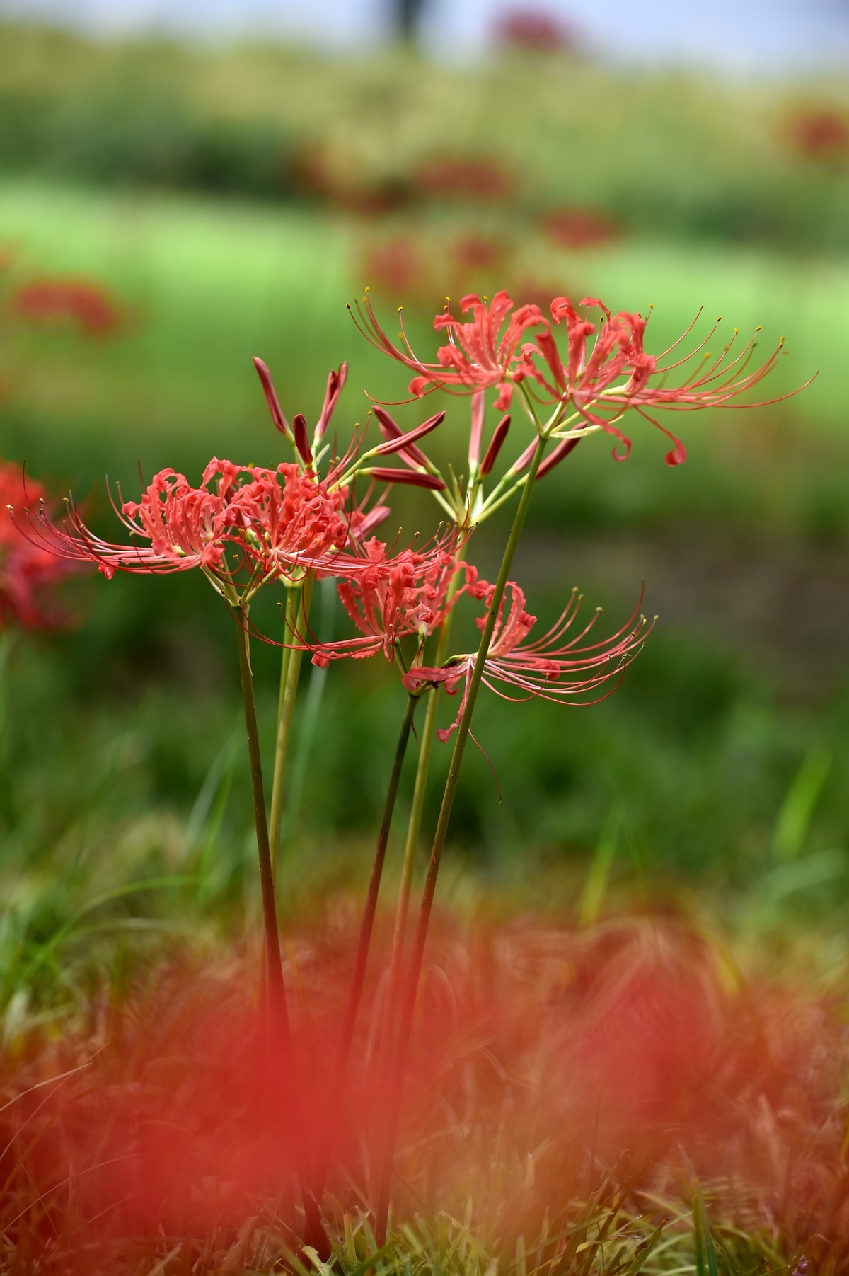 【图集】神秘的彼岸花