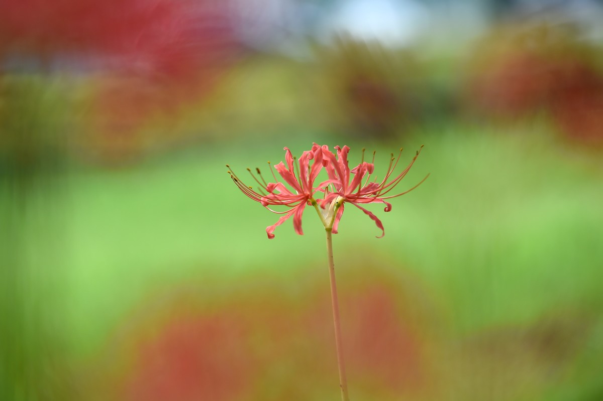 【图集】神秘的彼岸花