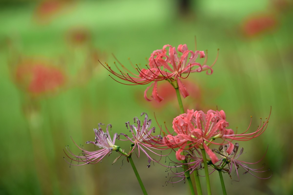 【图集】神秘的彼岸花
