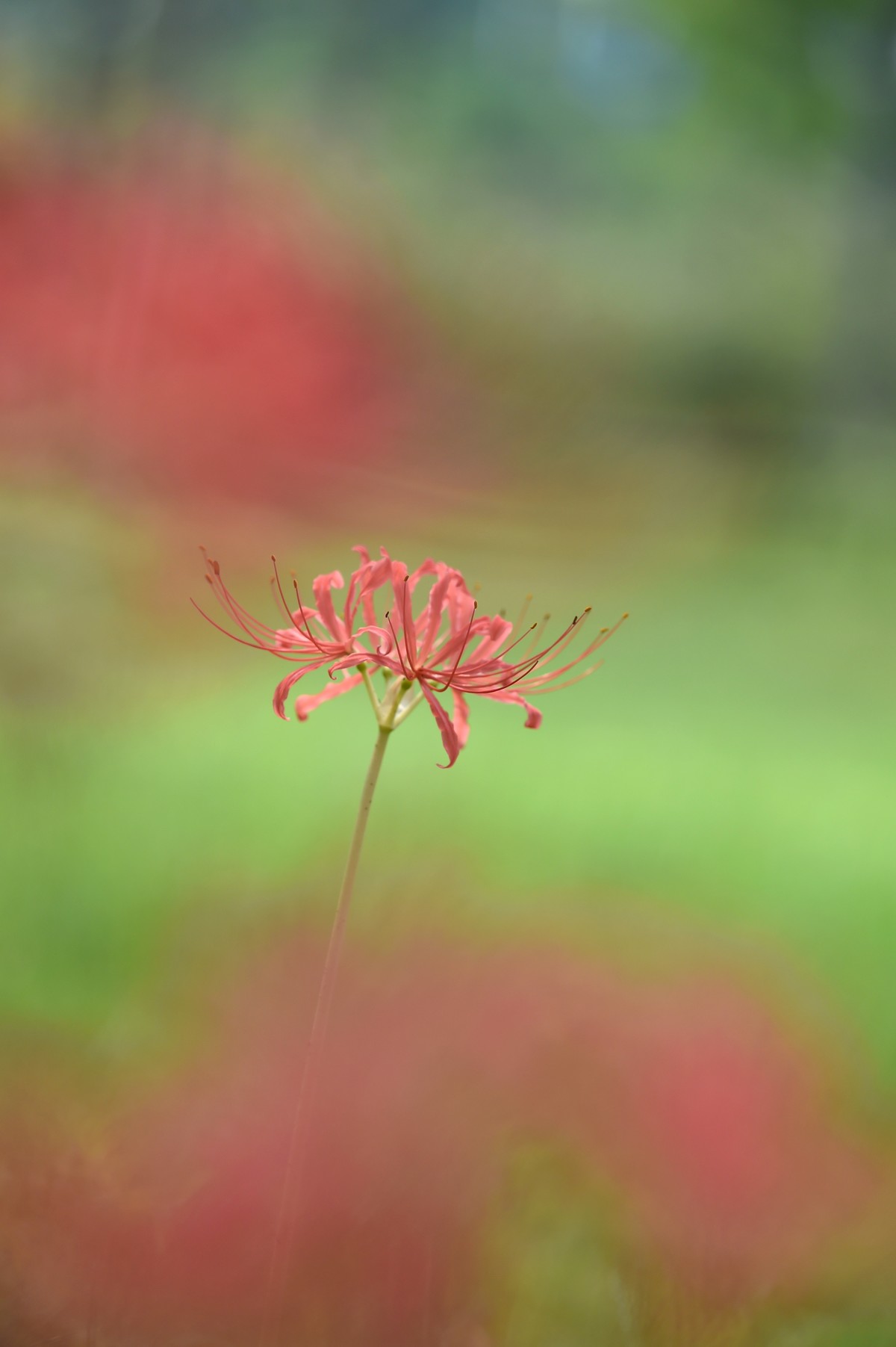 彼岸花的神秘特点是什么
