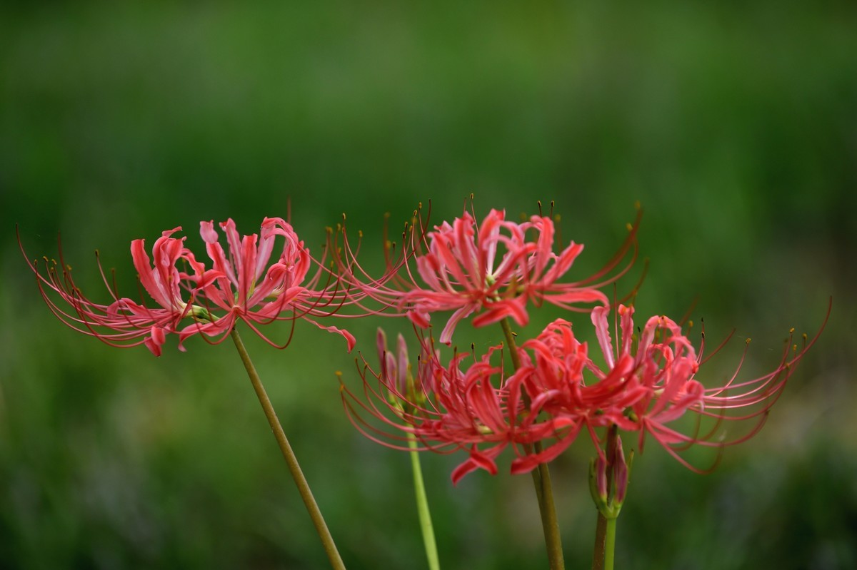 【图集】神秘的彼岸花