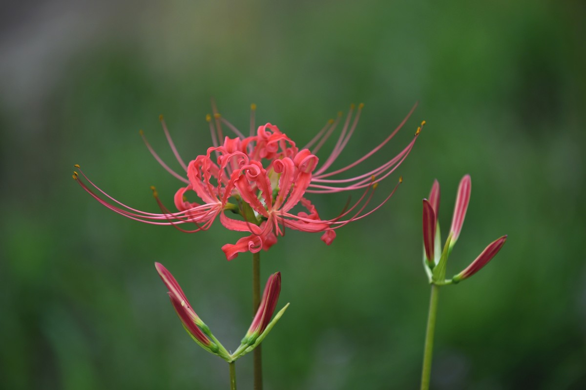 【图集】神秘的彼岸花