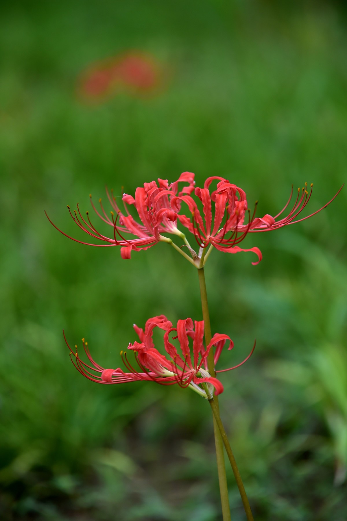 【图集】神秘的彼岸花