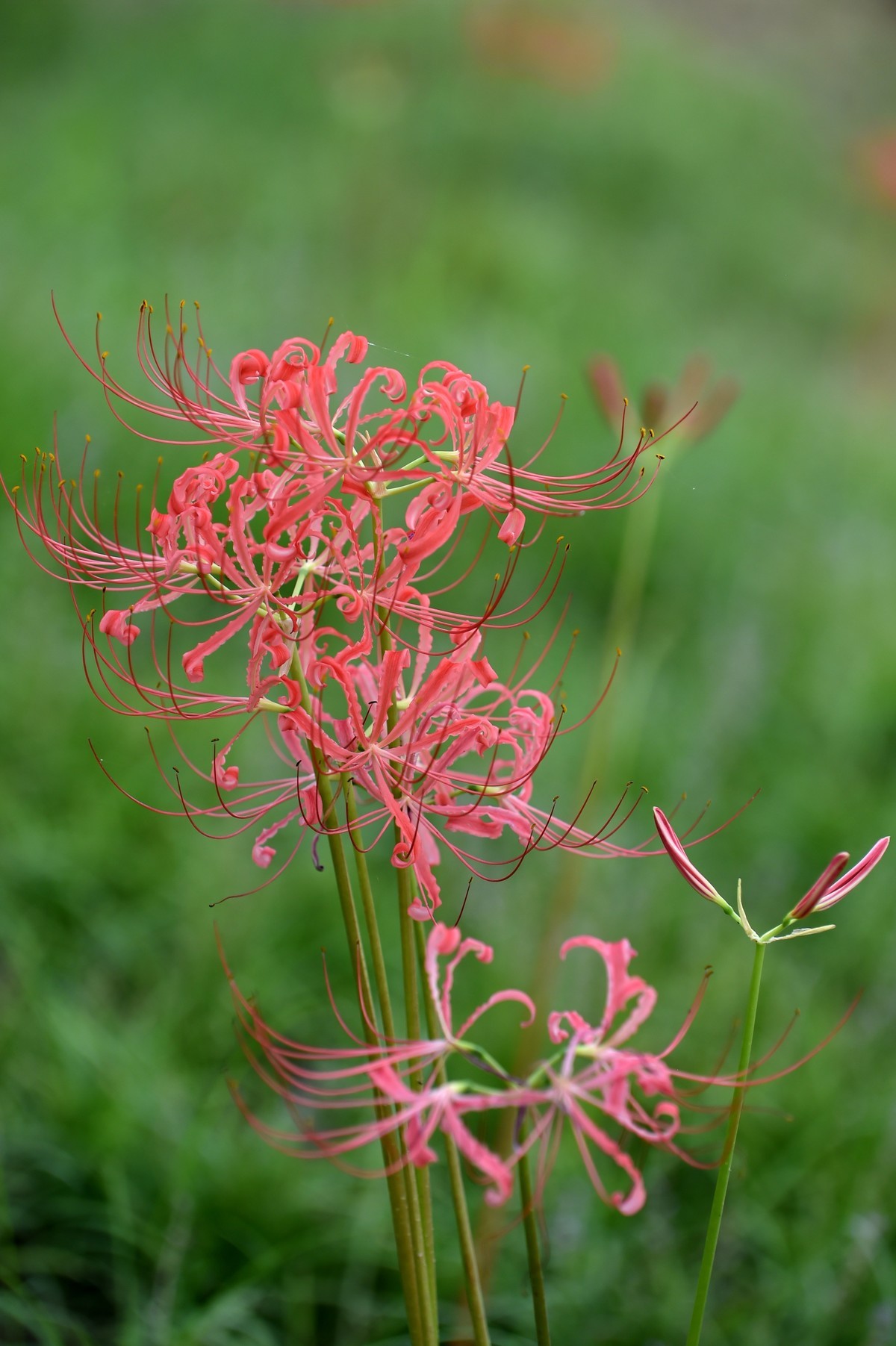 【图集】神秘的彼岸花
