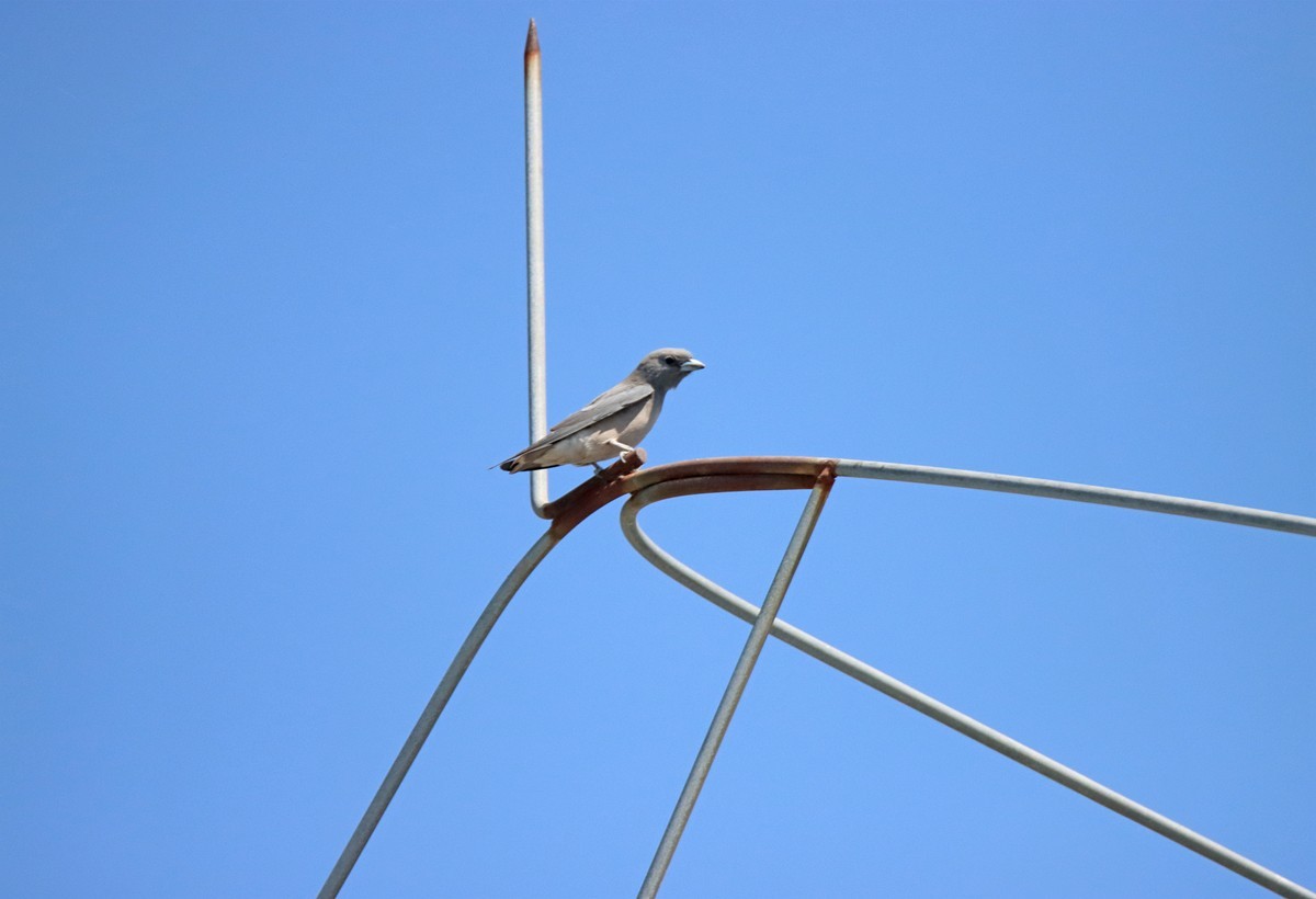 一梭子拍鸟——不知名的小鸟