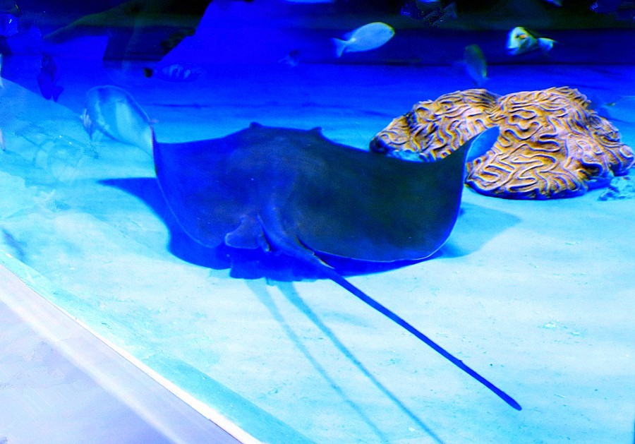 《不老松：纪实摄影》【山河锦绣】（23）雄安郊野公园：海洋舘！