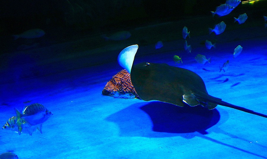 《不老松：纪实摄影》【山河锦绣】（23）雄安郊野公园：海洋舘！