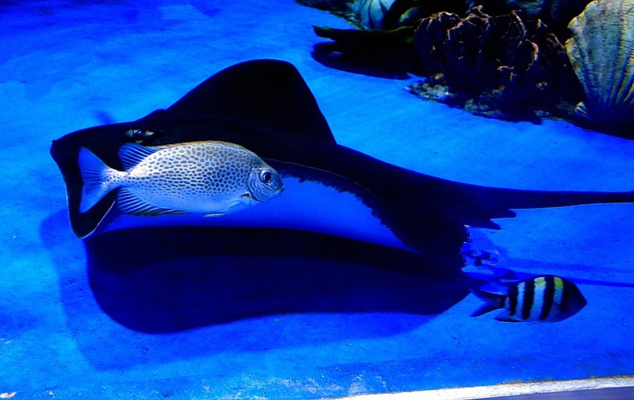 《不老松：纪实摄影》【山河锦绣】（23）雄安郊野公园：海洋舘！