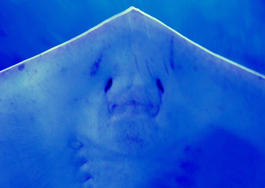 《不老松：纪实摄影》【山河锦绣】（23）雄安郊野公园：海洋舘！