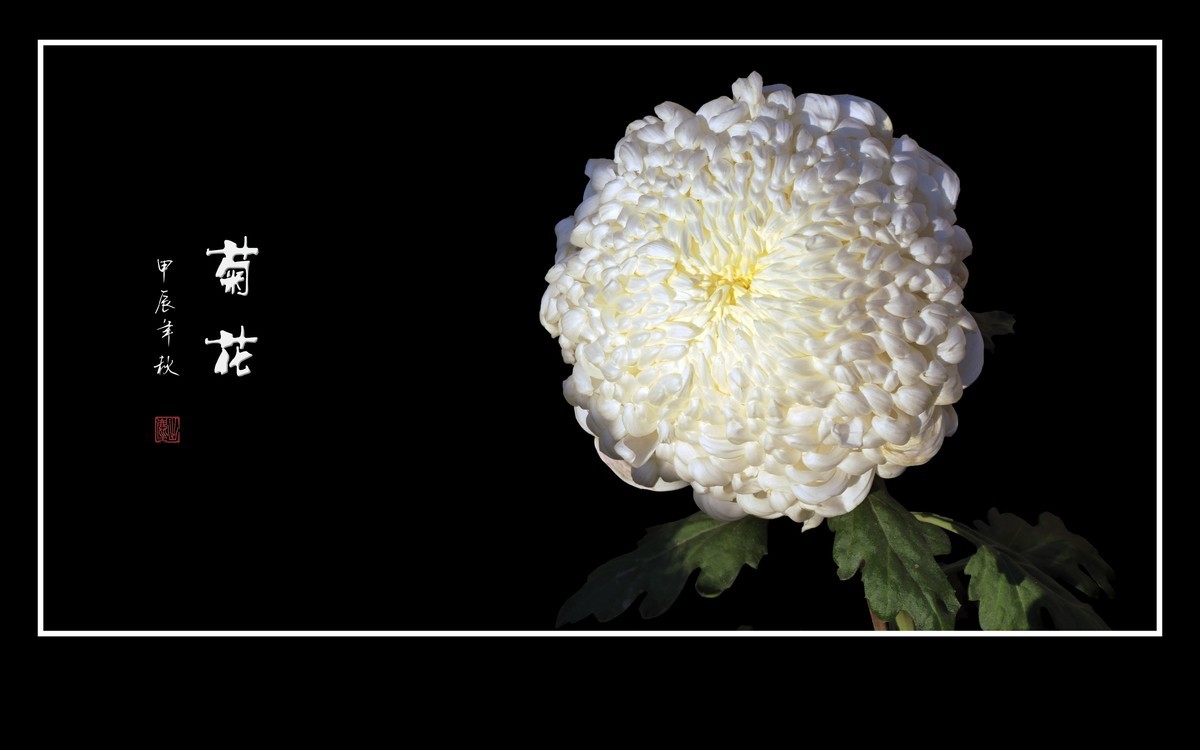 多姿多彩的菊花