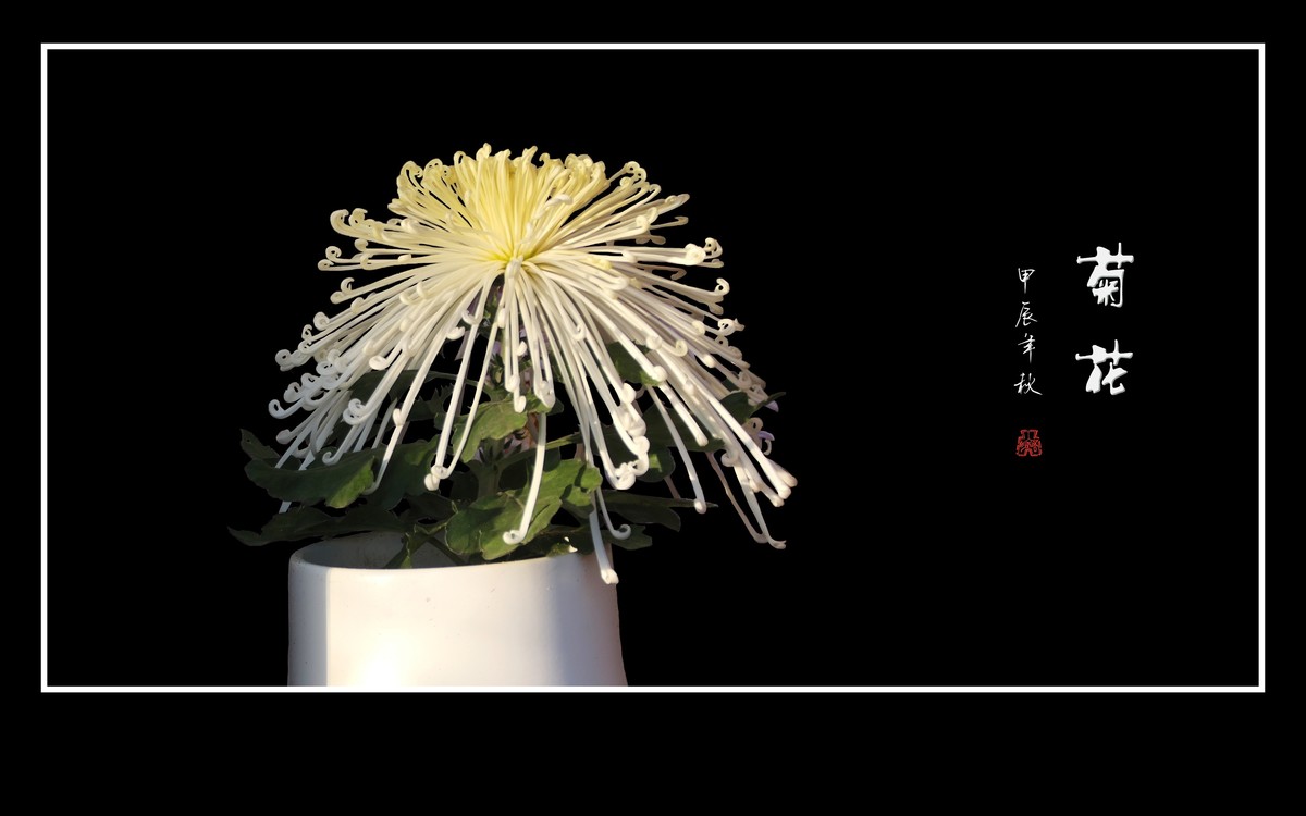 多姿多彩的菊花
