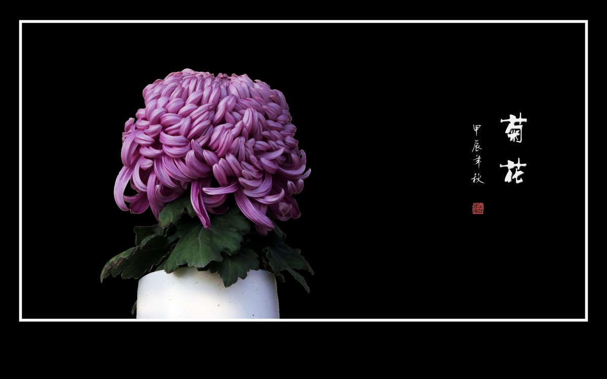 多姿多彩的菊花