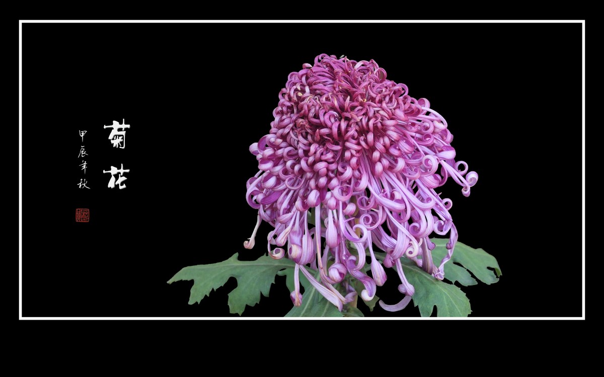 多姿多彩的菊花