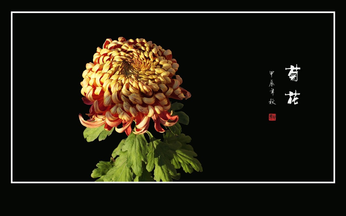 多姿多彩的菊花